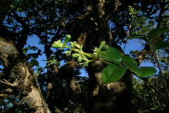 Ligustrum perrottetii